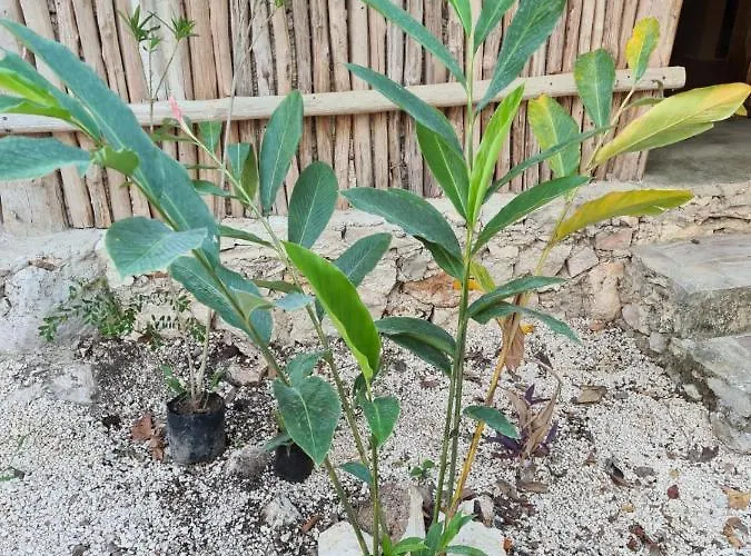 Aldea Yuyu * Tulum