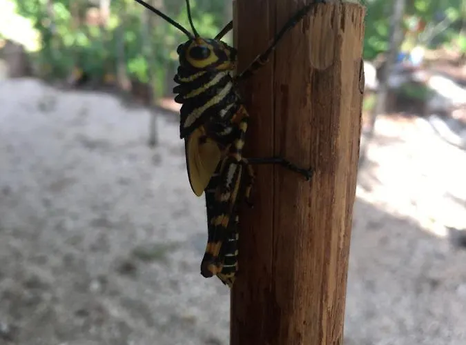 Acomodação com café da manhã  Aldea Yuyu Tulum